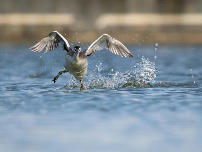 winter crest motion details